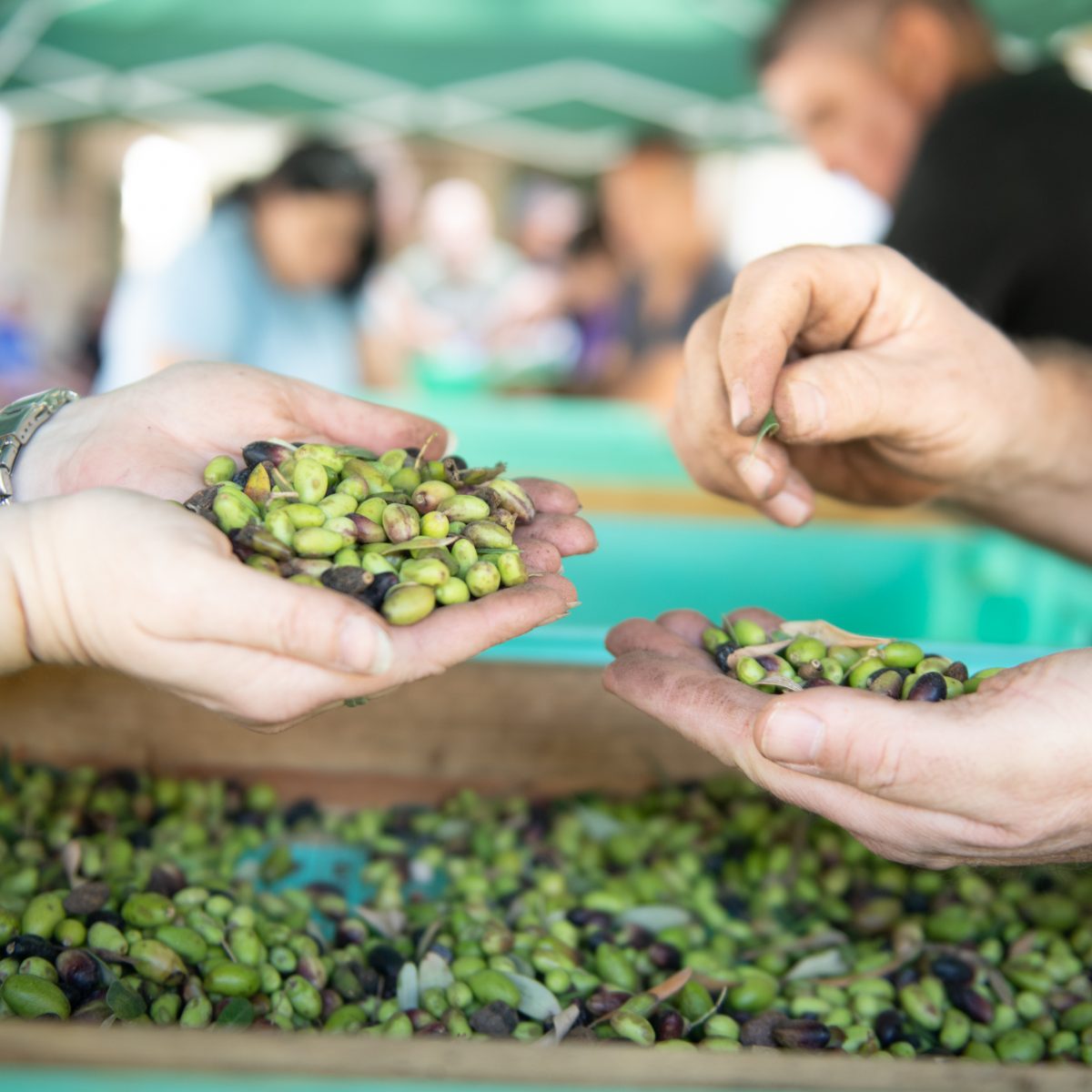 BOV Staff Joins Olive Picking Event in Support of Caritas